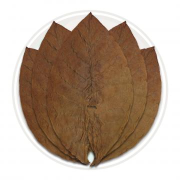 Indonesian Sumatra Seco Aged Cigar Filler Whole Tobacco Leaf
